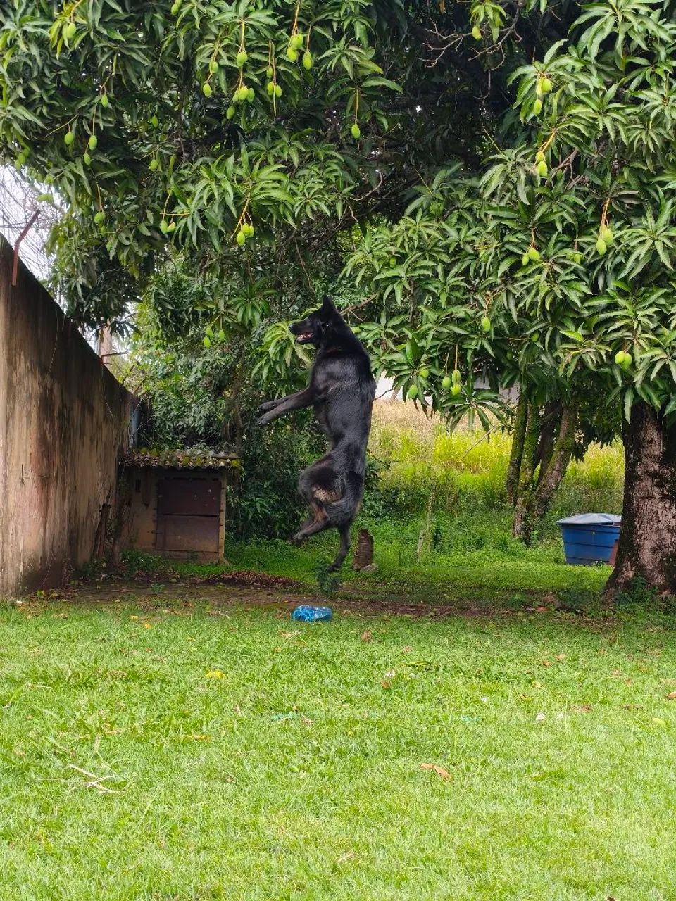 Filho De Pastor Alemão  - Foto 5