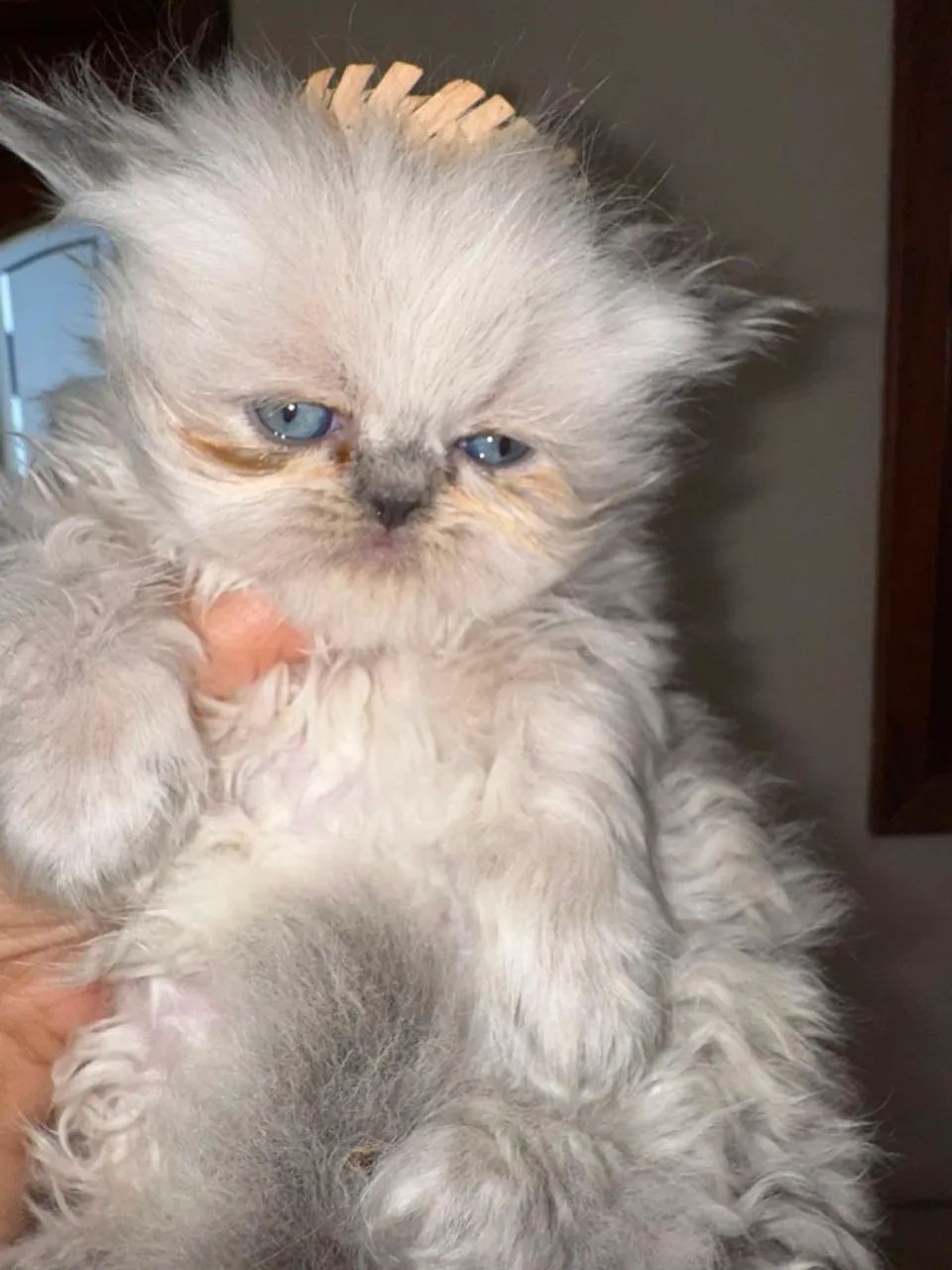 Machinho lindo Himalaio - Foto 3