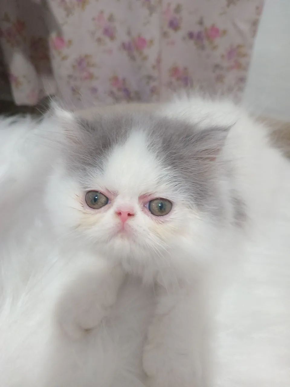  Gato persa macho - Foto 2