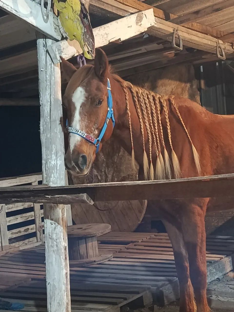 Cavalo / Égua Três Tambores  - Foto 3