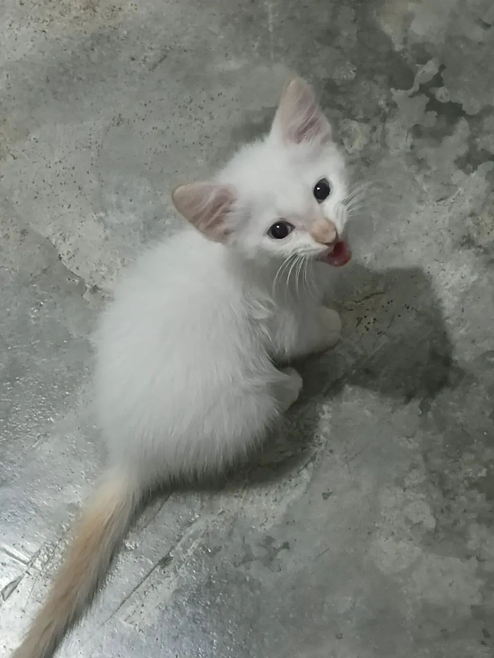 Doa-se gatinhos urgente! - Foto 5