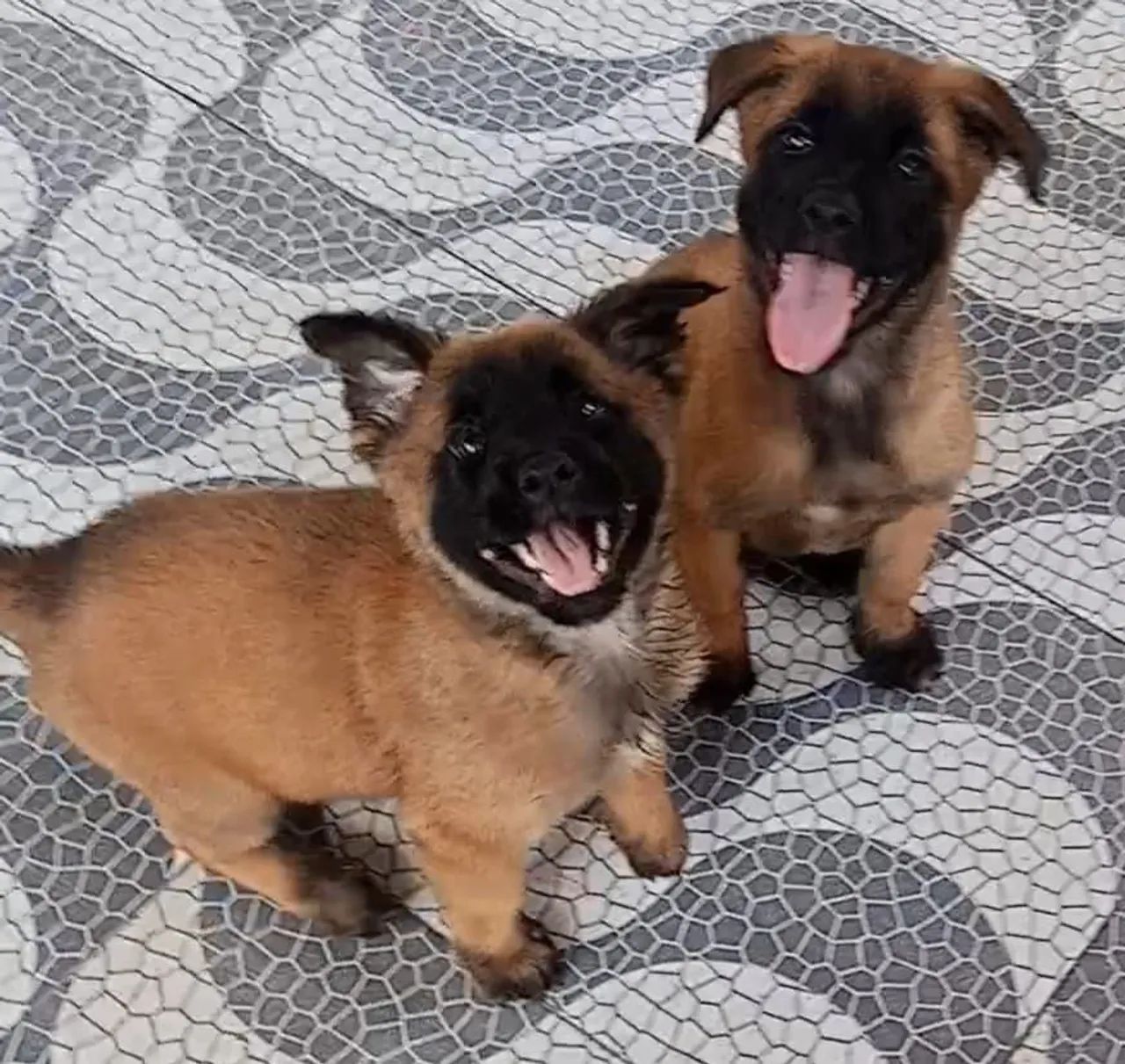 Pastor Belga Malinoar  - Foto 2