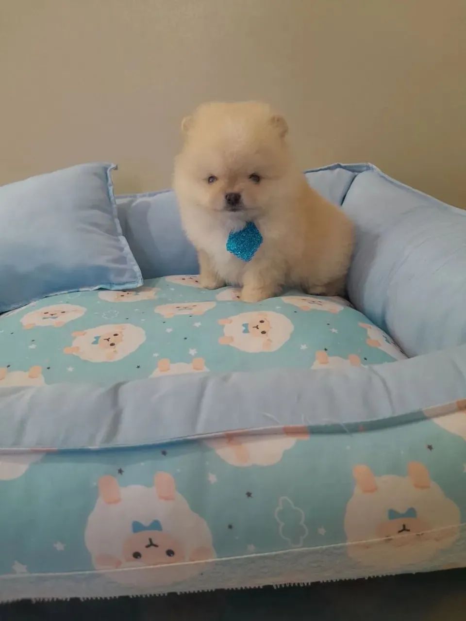 Spitz alemão Se apaixonar é fácil, difícil é resistir