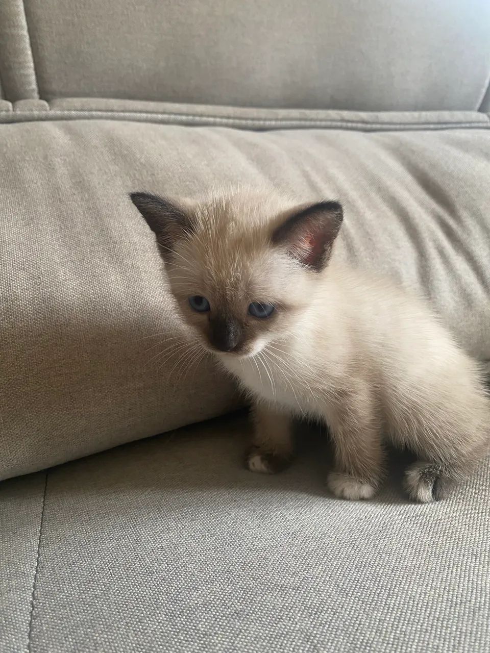 Gatinhos para doação 