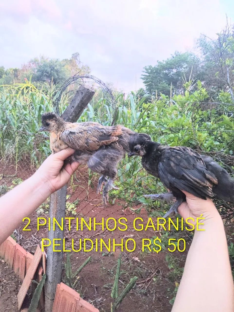 Filhotes de Angola e pintinhos - Foto 2