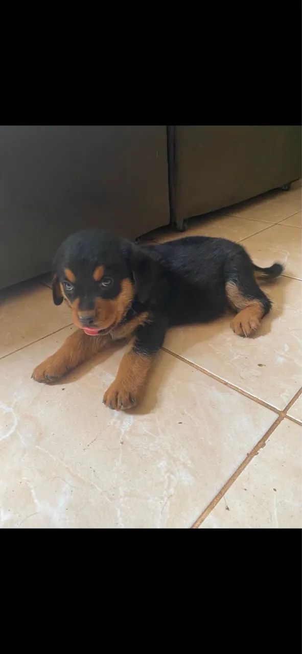 Filhote de rottweiler 