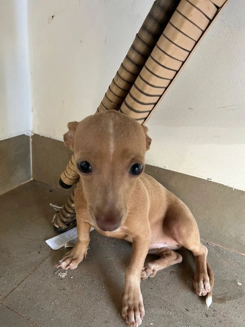 Filhote de pinscher