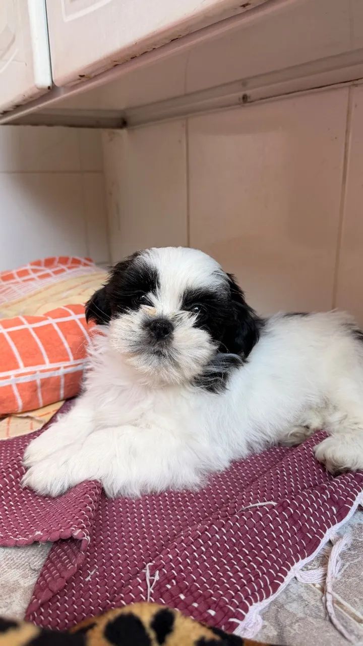 Filhote de Shih-tzu - Foto 4