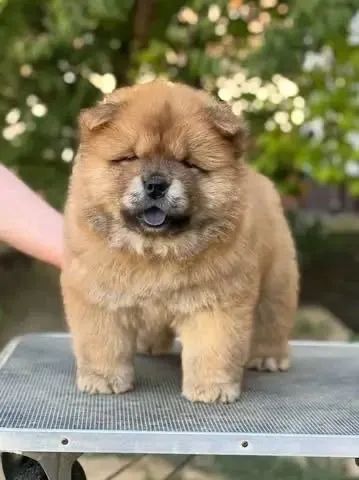 Chow chow elegancia 