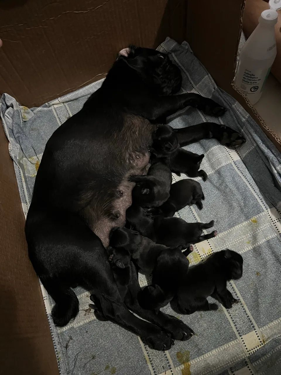 Filhote de PUG - Foto 4