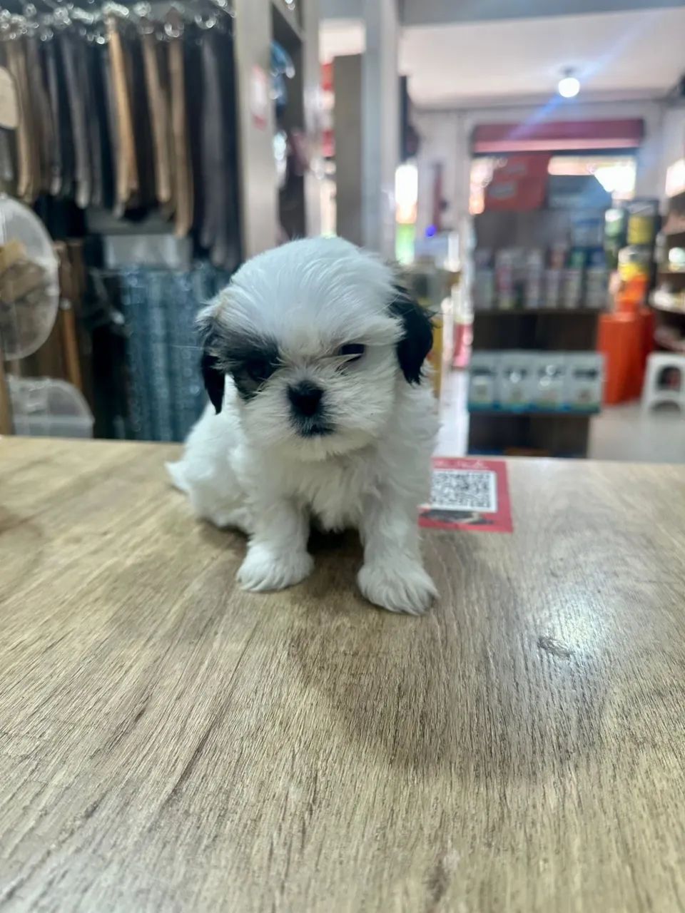 Filhotes de shitszu macho - Foto 2