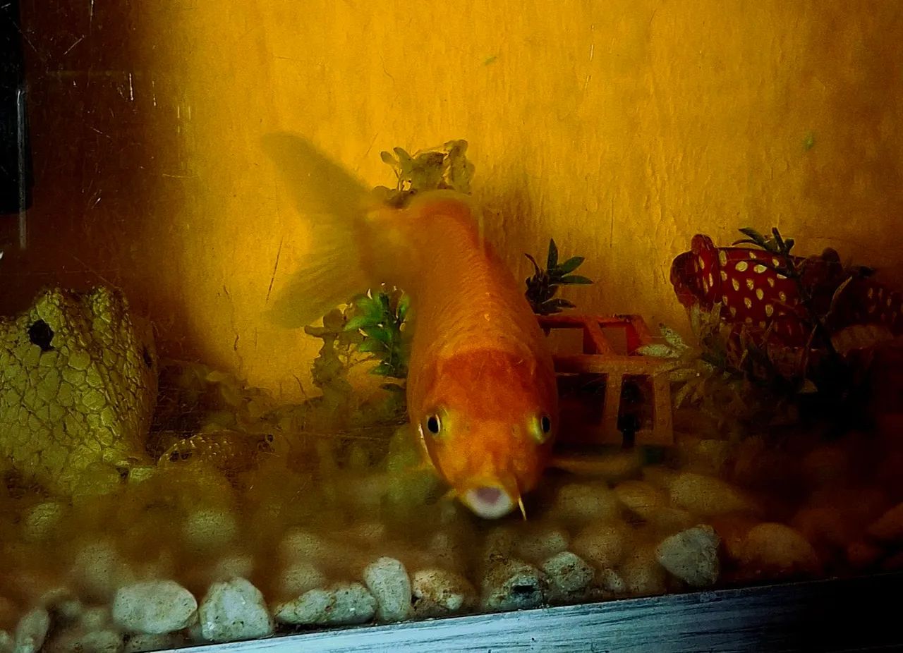 Carpa dourada 22 centímetros  - Foto 3