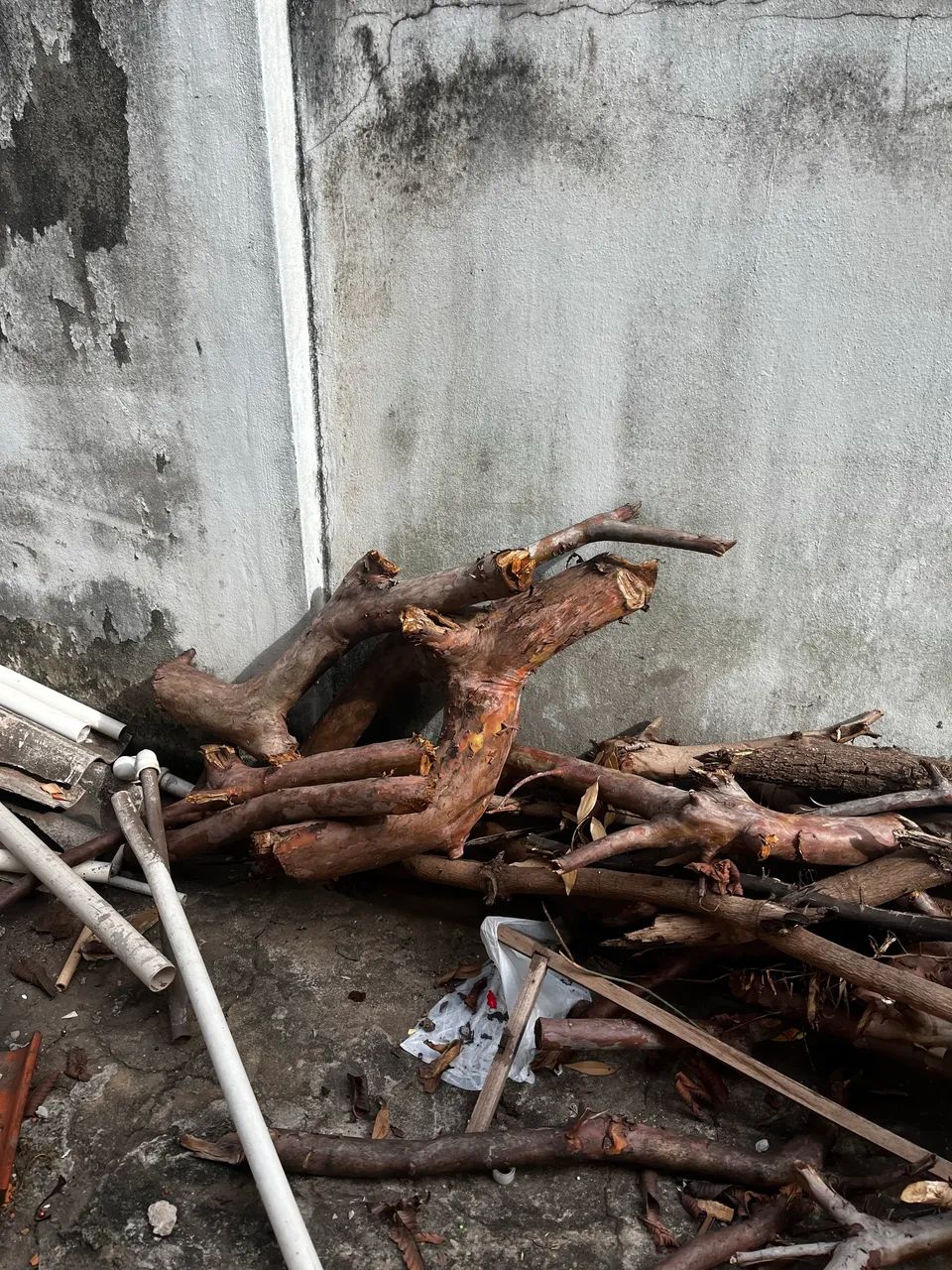 Lenha de árvore de goiaba  - Foto 4