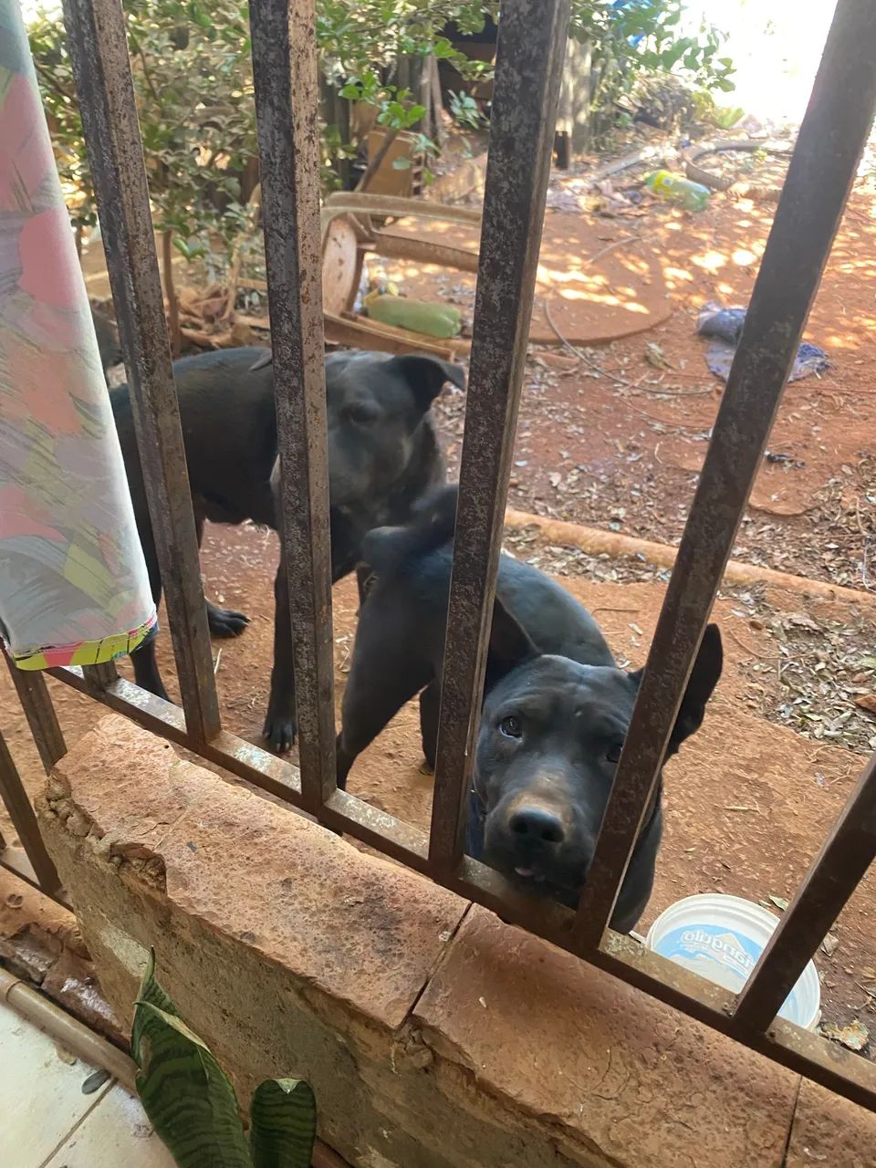 Doação  - Foto 2