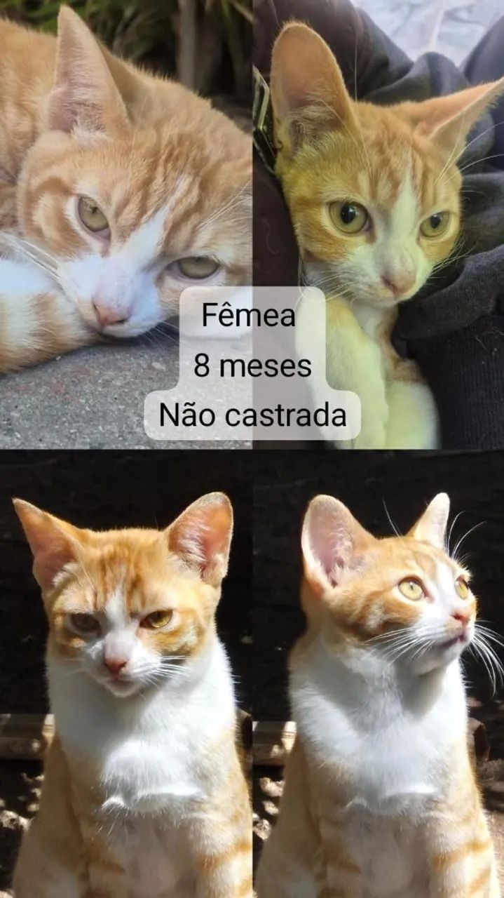 Doação - Gatas - Foto 2
