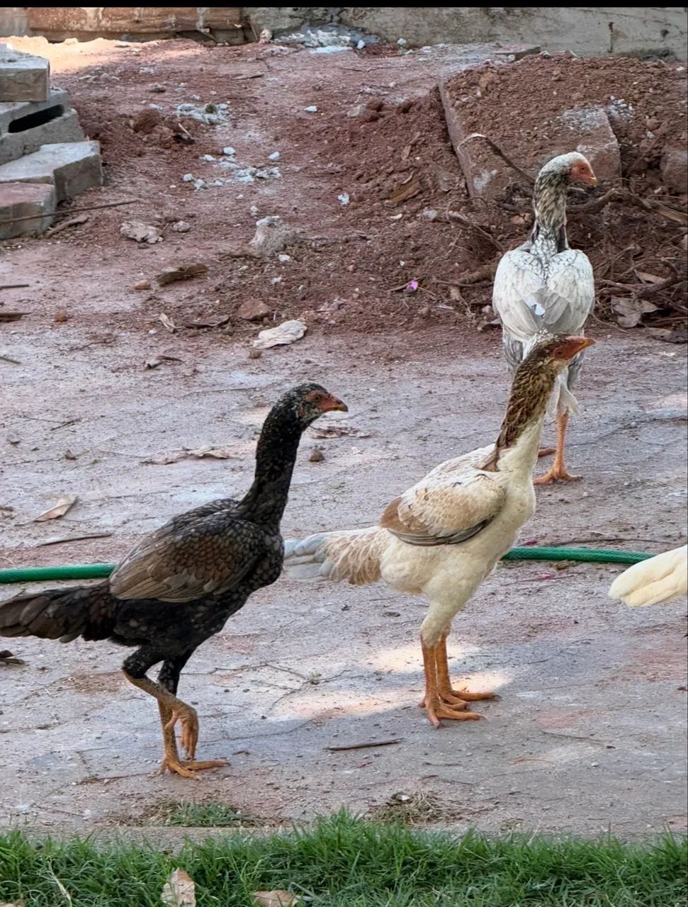 Galinhas Índia 