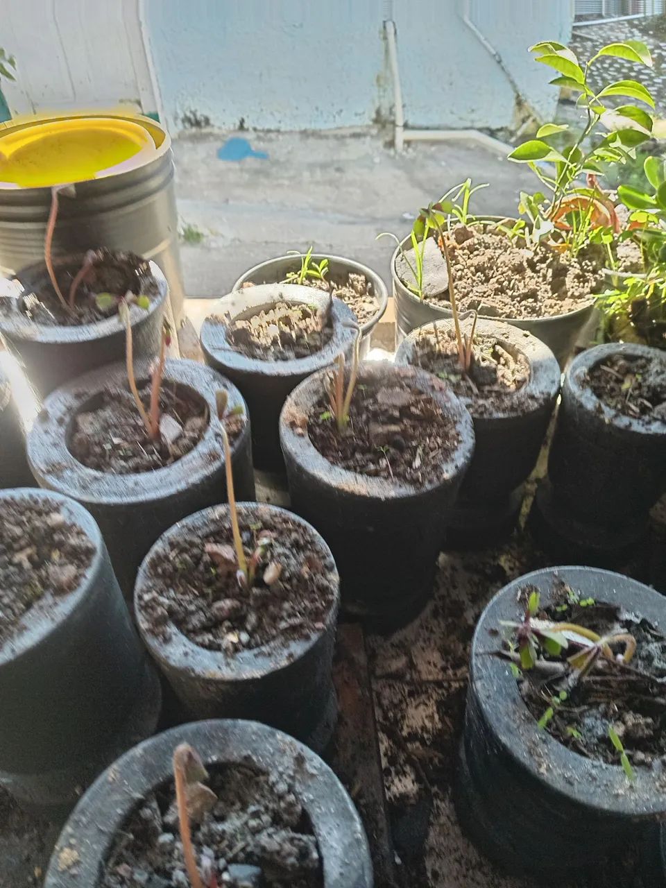 Mudas trevo  4 folhas - Foto 3