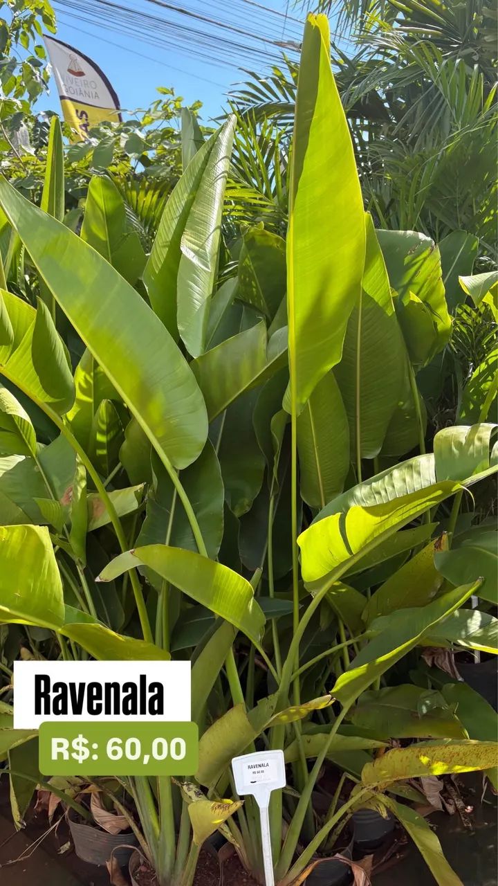 Muda de Ravenala