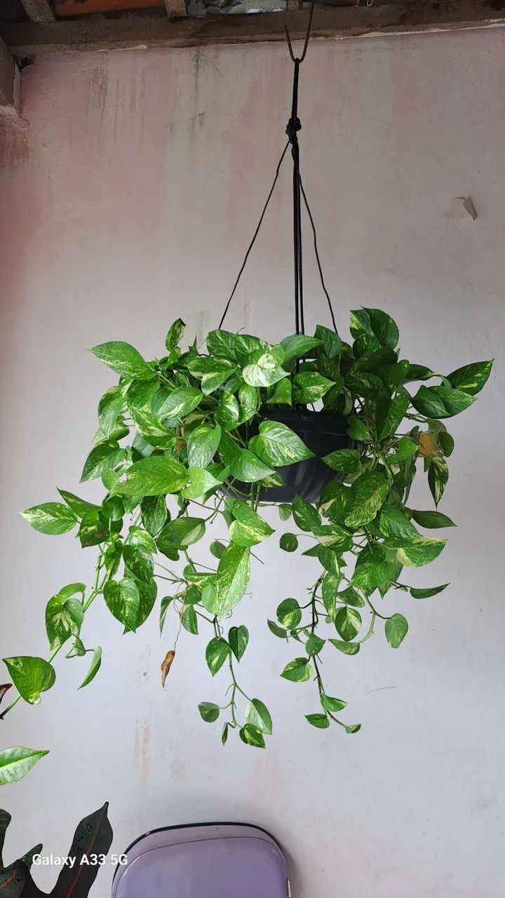 Plantas - Foto 4