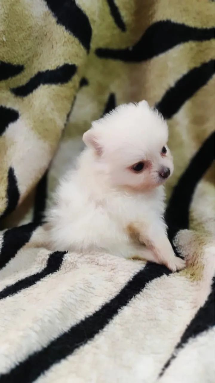 Spitz alemão filhote 