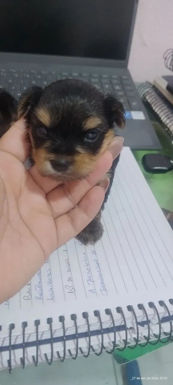 Ótimo presente para o dias das crianças  - Foto 3