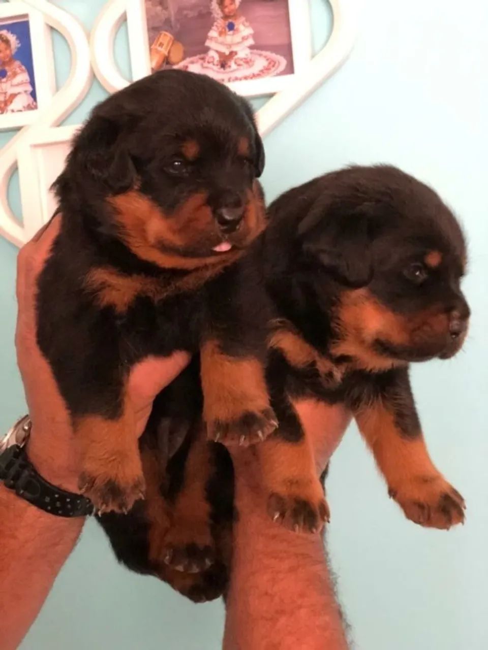 Rottweiler fofo
