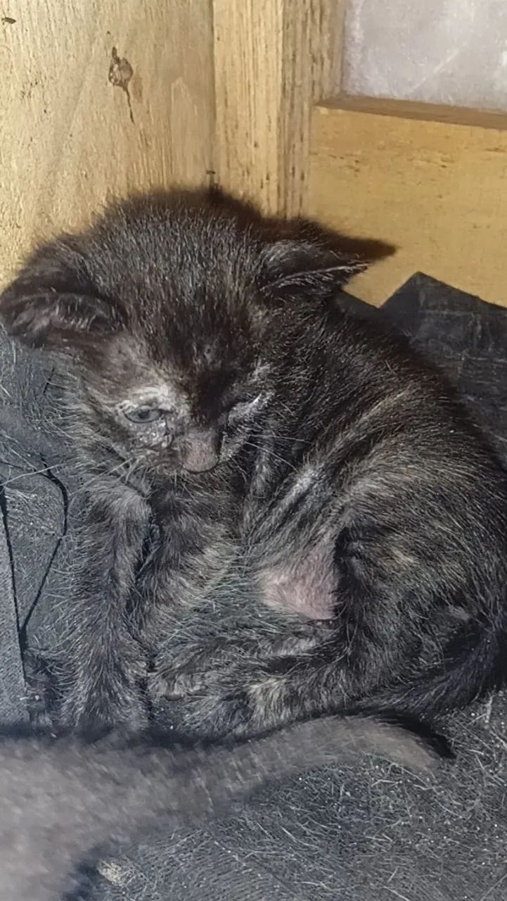 Gatinhos - Foto 2