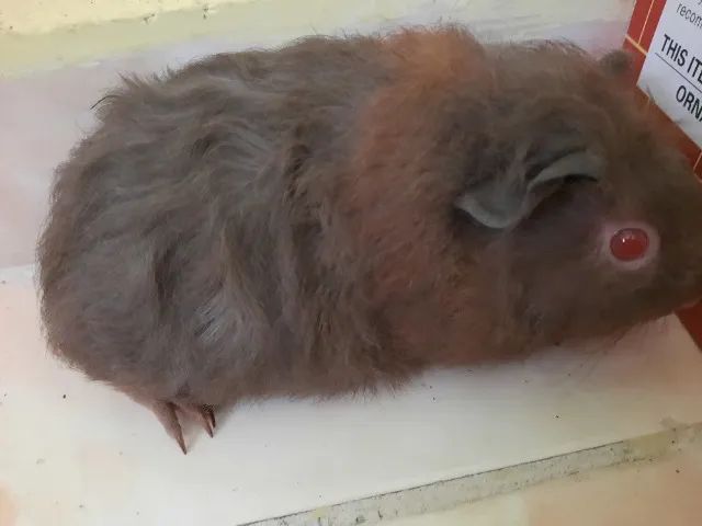 Porquinhas da índia raça Inglês