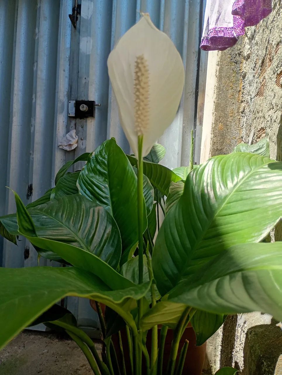 LÍRIOS DA PAZ COM FLOR  - Foto 2