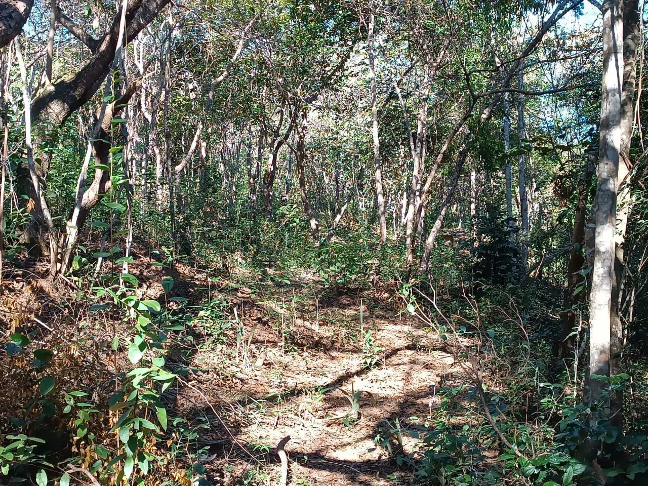 Terreno em Campos de São João  - Foto 2
