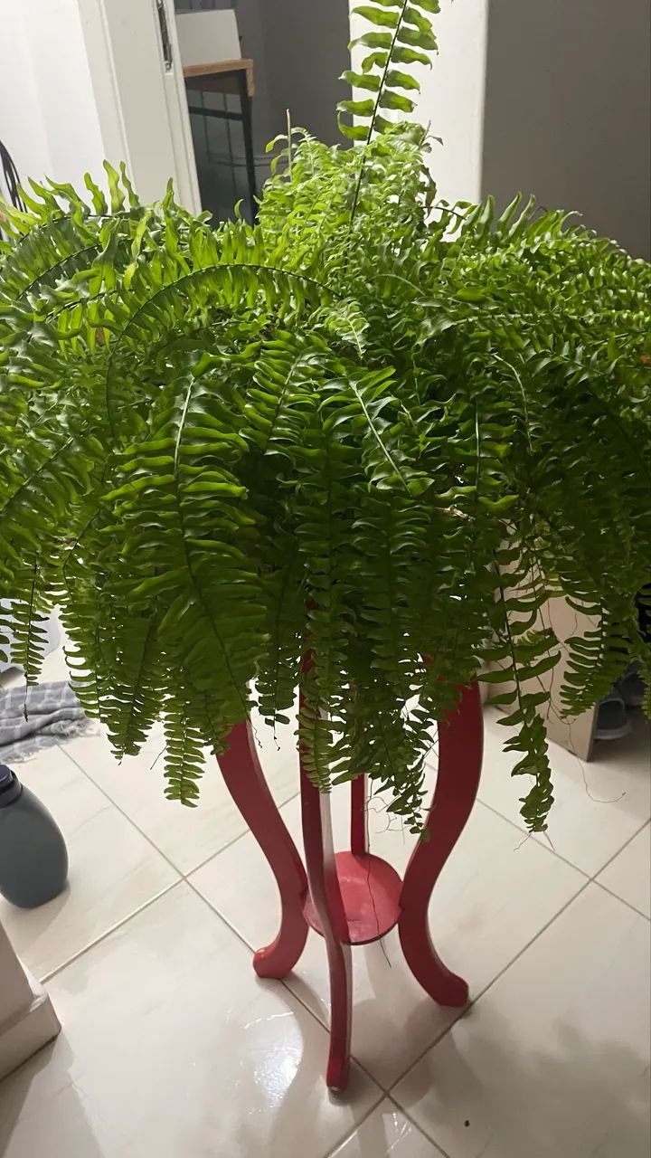 Duas plantinhas com acessórios 