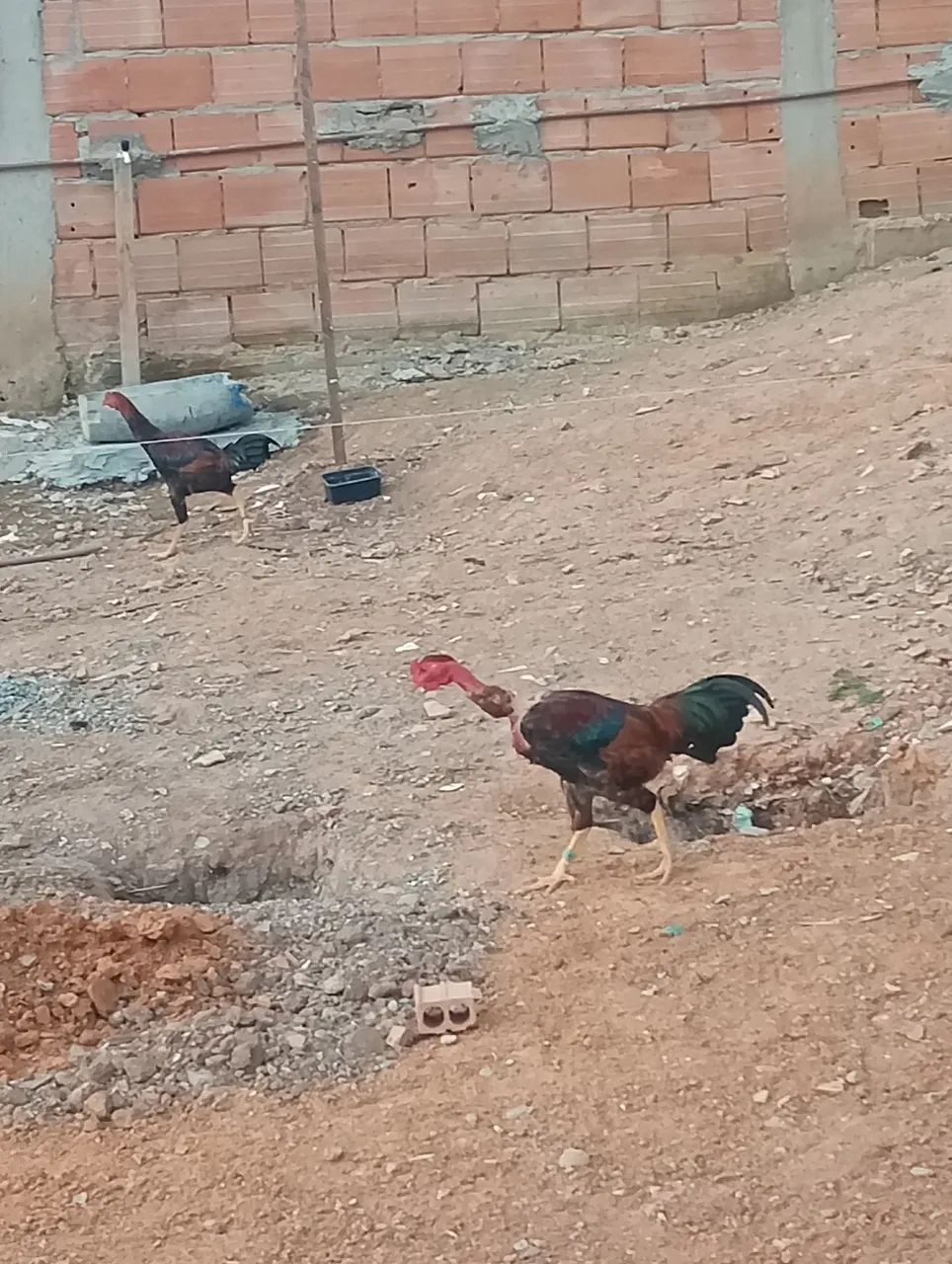 Galinhas e frangos  - Foto 5