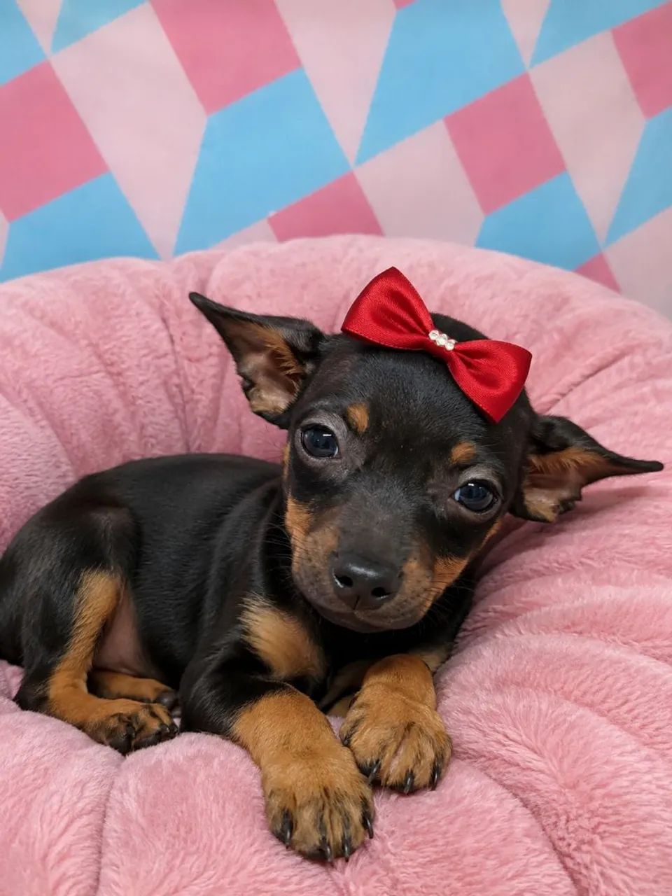 Pinscher 0 fêmea 