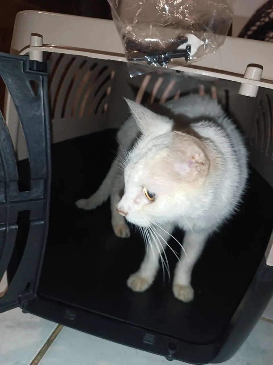 Caixa de transporte pet - Foto 5