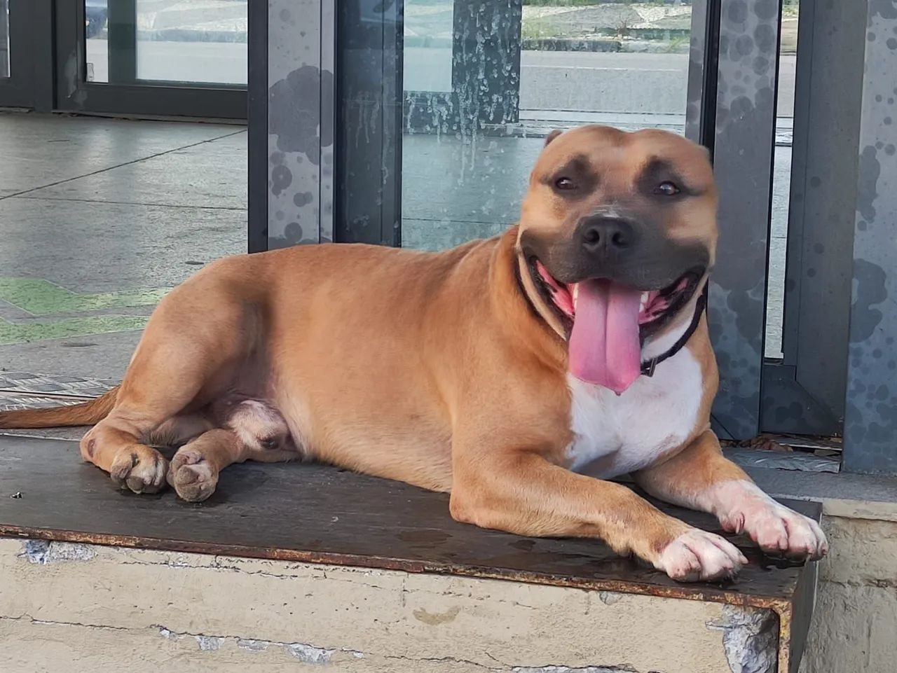 American Bully  - Foto 3