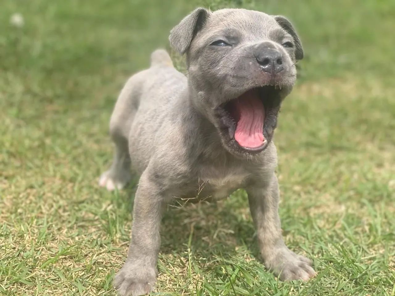 Cane corso com pedigree machos e fêmeas 
