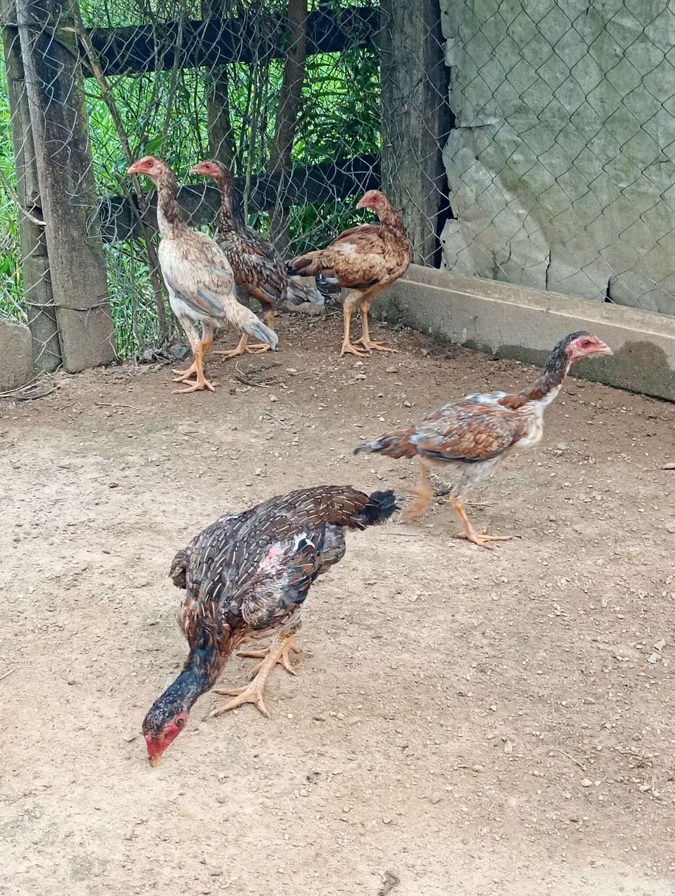 Galinha índia 