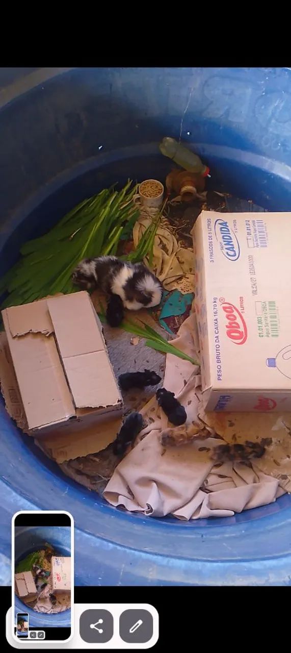 Vende se lindos filhotes de porquinho da índia  - Foto 5
