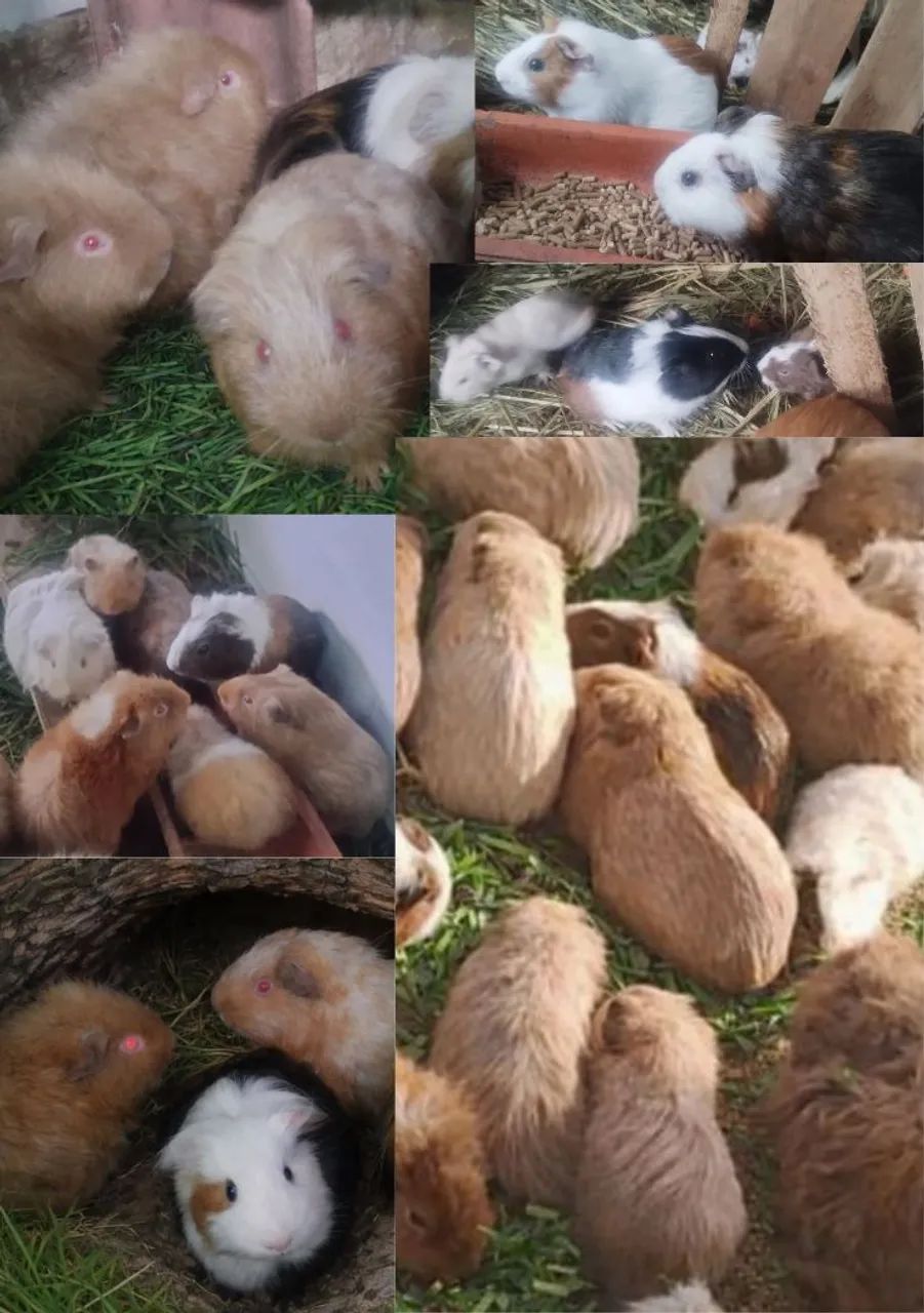 Porquinho da Índia  - Foto 4