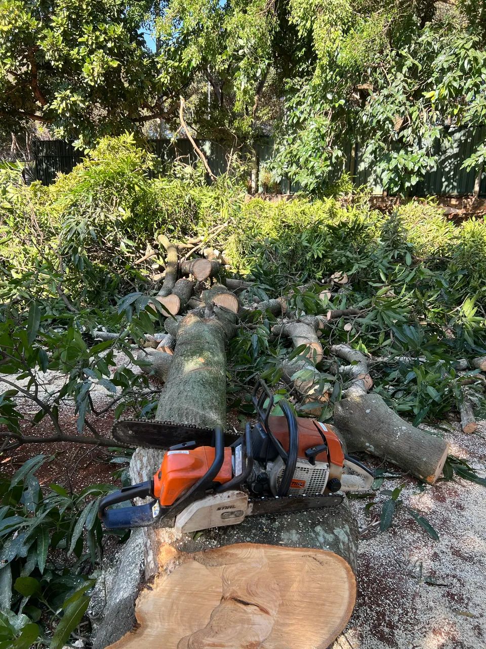 Poda de árvores em geral. - Foto 5