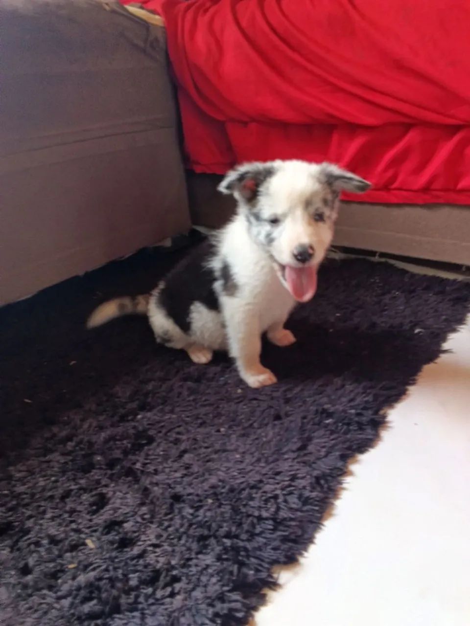 Border collie  - Foto 3