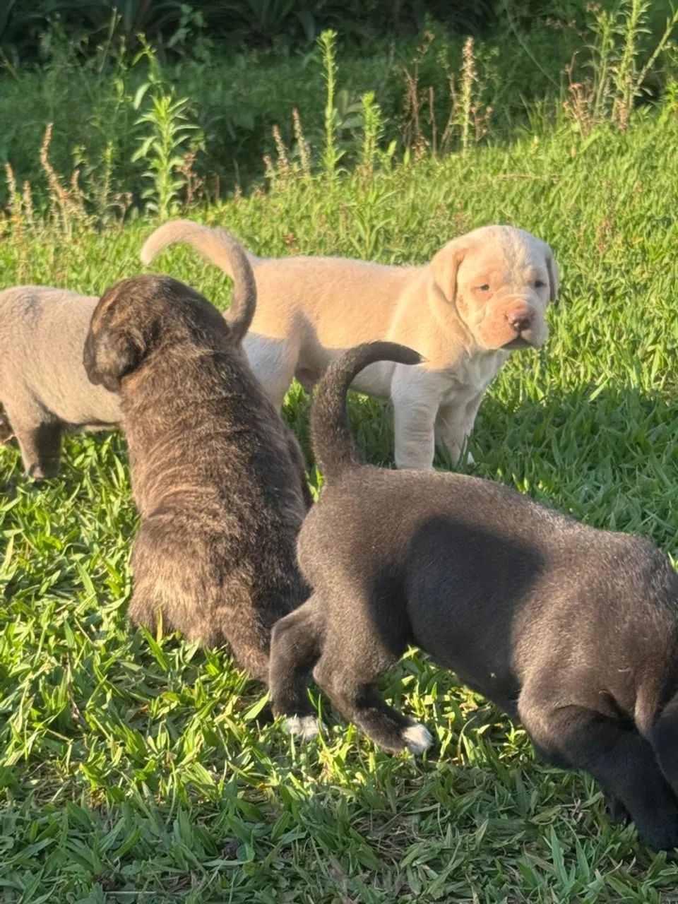 Filhotes de Cane Corso com pedigree - Foto 4