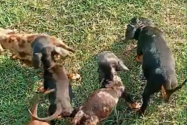 Basset teckel baixinhos 