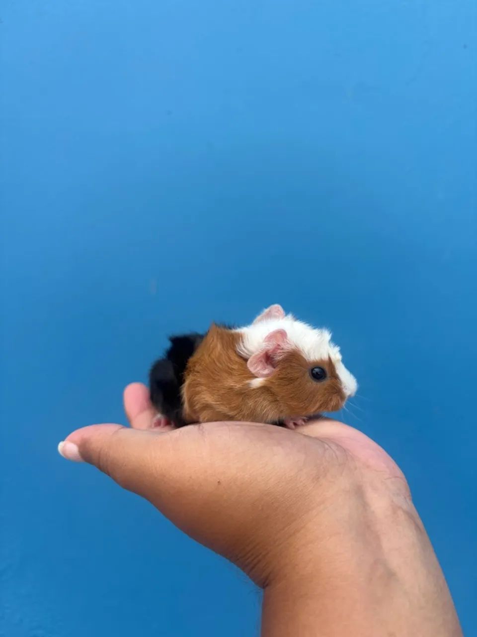 Porquinho da Índia - Macho - 15 dias - Raça Abissínio - Foto 3