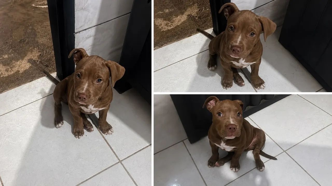 Cachorro pitbull valor 700$ aceito troca 