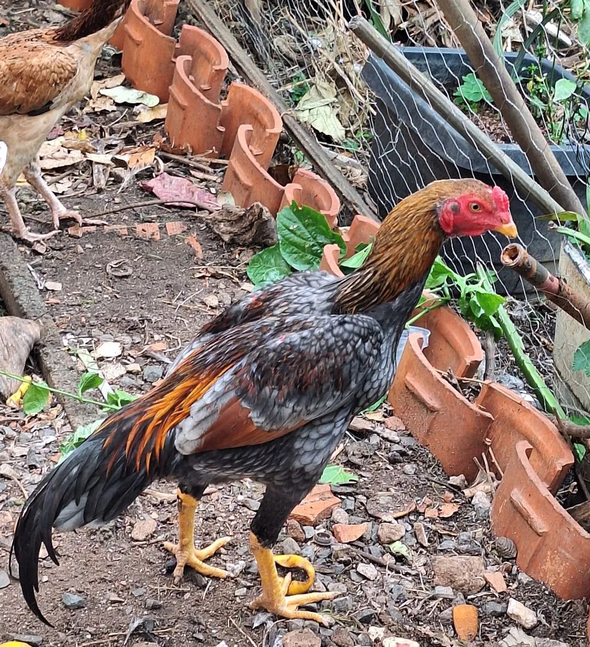 FRANGO INDIO TOP - Foto 5