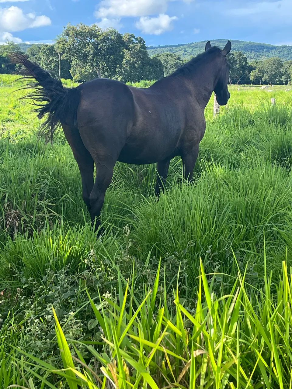 Égua quarto de milha 