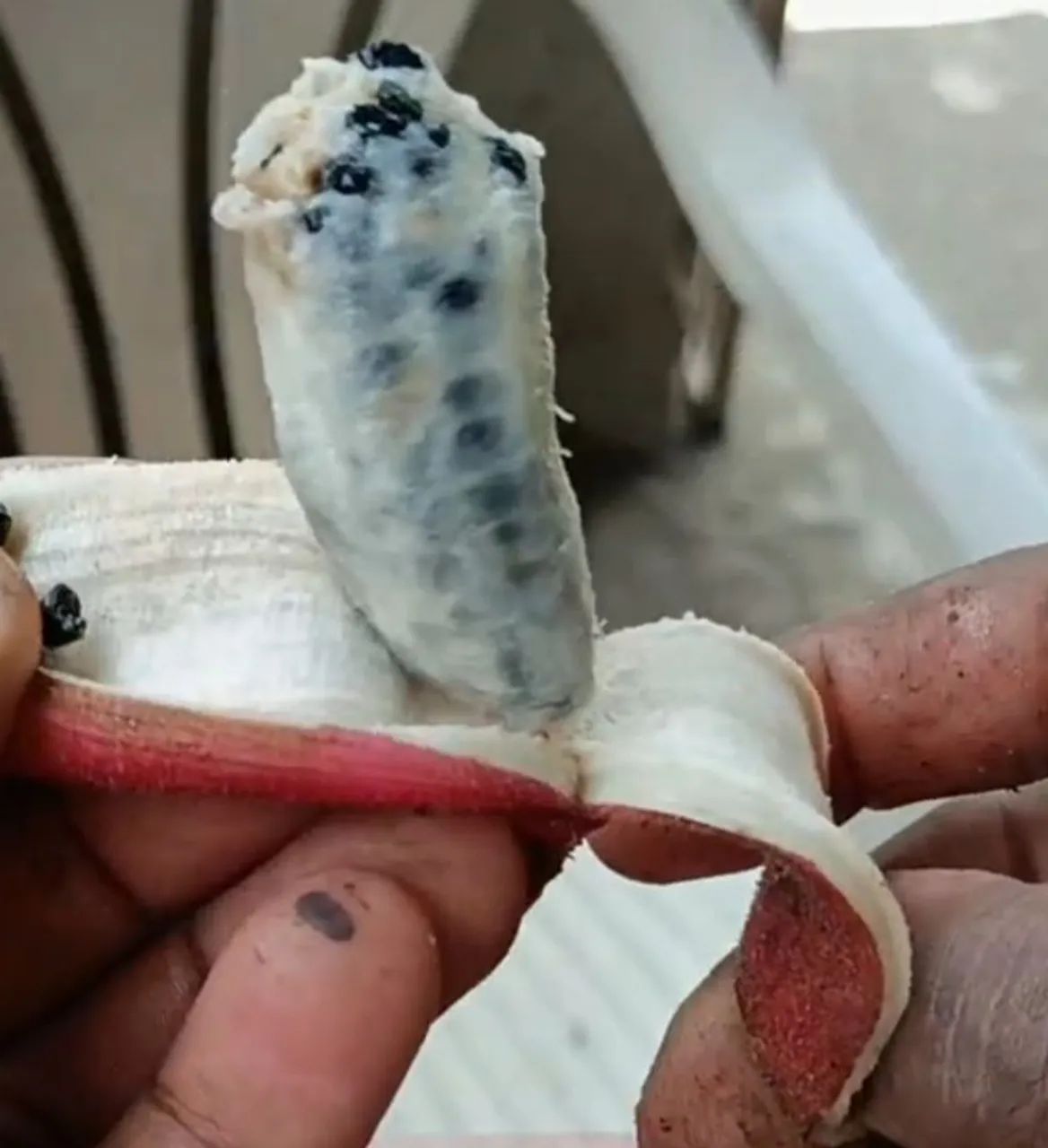 Mudas de Banana Rosa de jardim musa veluntina 