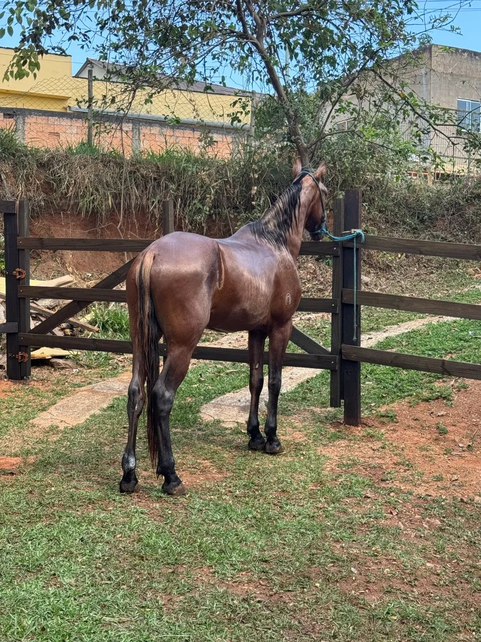 Potro mangalarga  - Foto 5