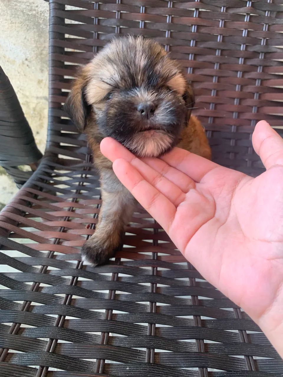 Lhasa apso  - Foto 2